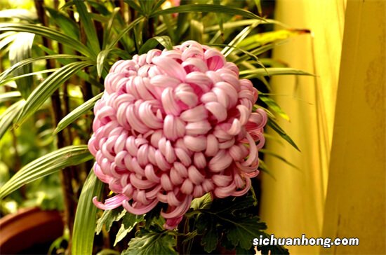 琴叶榕掐个头，15天冒出小绿芽，2个月枝干爆满叶