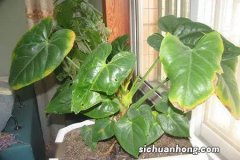 懒人盆绿萝叶子发黄怎么办？