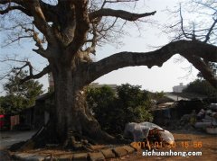 屋旁常见的植物，嫩叶是茶，根可煲汤，种子做枕头，烧成灰也是宝