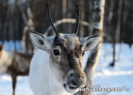 正版四不像神话小说资料大全 今晚必中四不像图玄机图