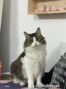 世界十大著名长毛猫，安哥拉猫上榜，第一被誉为“猫中王子”