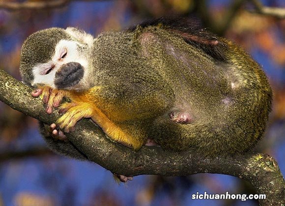 盘点十大睡觉时间最短的动物，非洲象上榜，第一是微笑天使