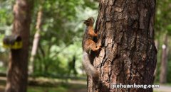 ?动物园不让带食物怎么办 动物园为什么不让喂食