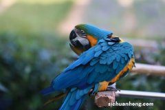 世界十大著名爱情鸟，黑颈天鹅上榜，第一自古就被看为爱情的象征