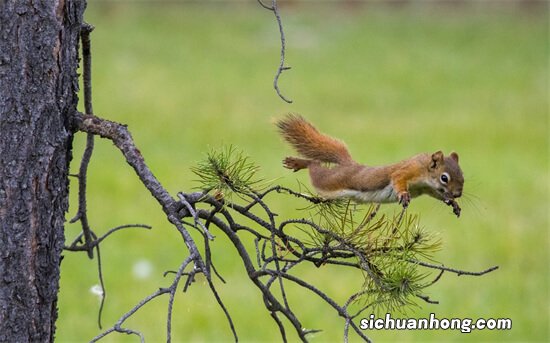 动物界十大跳高健将 袋鼠上榜,第一是蛙类“巨无霸”