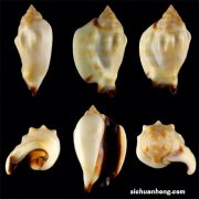 世界十大知名海螺品种，唐冠螺上榜，第三是世界四大名螺之首