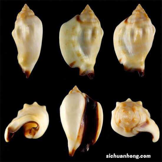 世界十大知名海螺品种,唐冠螺上榜,第三是世界四大名螺之首
