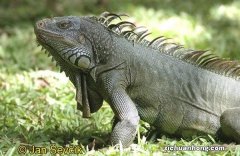 世界著名的十大蜥蜴品种，科莫多巨蜥上榜，第一是伪装大师