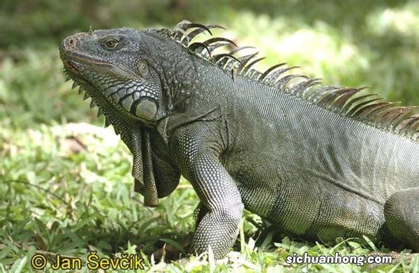 世界著名的十大蜥蜴品种，科莫多巨蜥上榜，第一是伪装大师