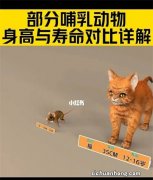 世界十大最高的哺乳动物排名 河马仅第十,长颈鹿