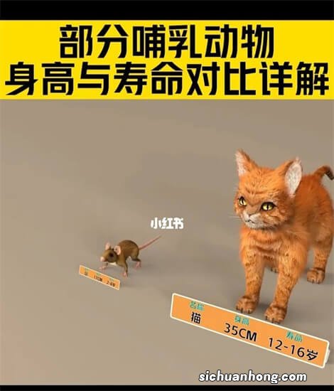 世界十大最高的哺乳动物排名 河马仅第十,长颈鹿