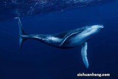 世界体型最大的十种鲸鱼，座头鲸上榜，第一是体积最大的动物