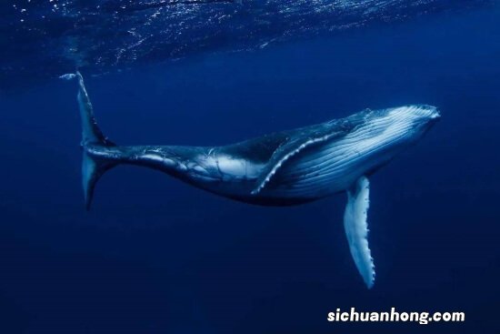世界体型最大的十种鲸鱼，座头鲸上榜，第一是体积最大的动物