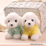 世界上最小的狗前十名 博美犬上榜，第一身高仅有15厘米左右