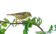 世界十大体型最小的鸟类，蕉森莺上榜，第一是世界最小的温血动物