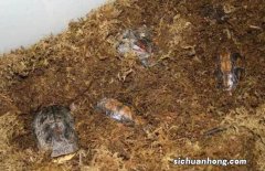 世界十大最小的龟排行榜 巨头龟上榜,第一超迷你