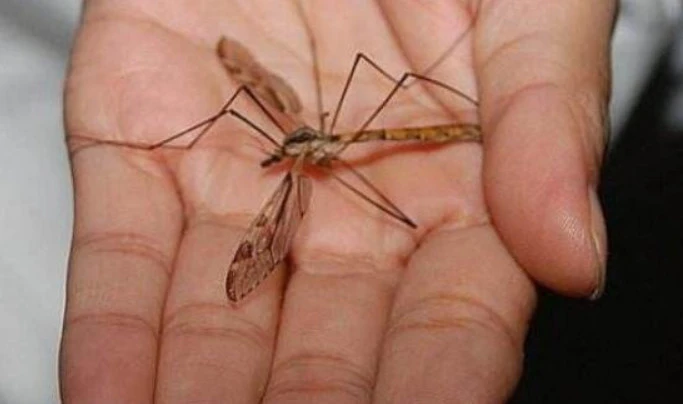 世界十大吸血动物排名 跳蚤上榜,第二有毒