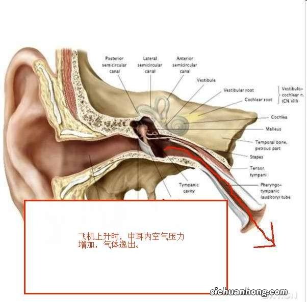 嗓子痛，为什么耳朵旁边也痛呢？
