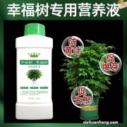 秋养幸福树，掌握“四原则”，枝叶翠绿株型美，幸福久久