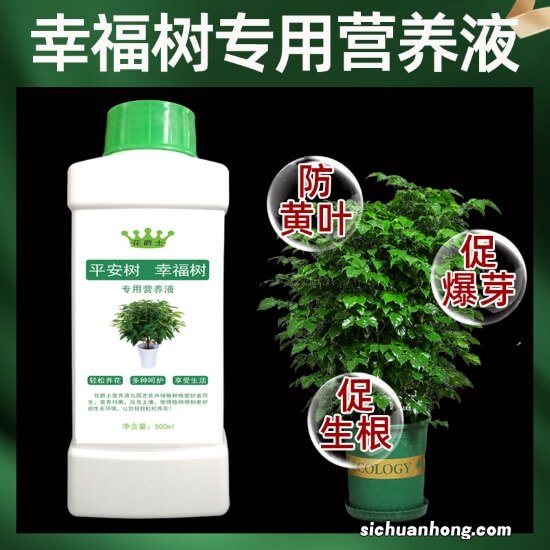 秋养幸福树，掌握“四原则”，枝叶翠绿株型美，幸福久久