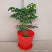 幸福树冲天徒长怎么办？详细阐述其危害、辨别、原因和解决办法。