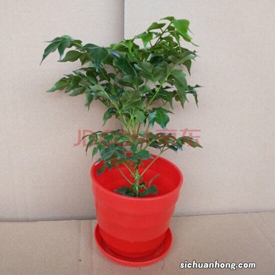 幸福树冲天徒长怎么办?详细阐述其危害、辨别、原因和解决办法。