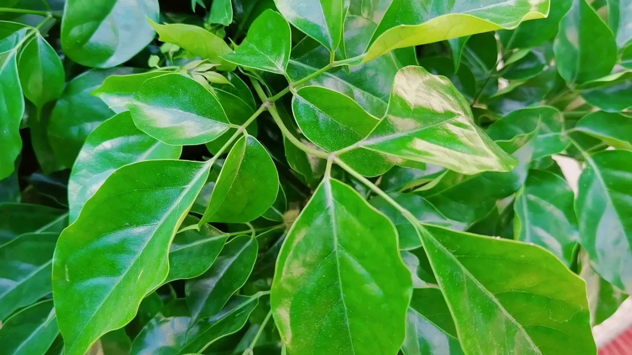 家养乔木好选择，绿宝、幸福树种植技巧大汇总！