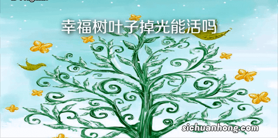 幸福树懒人养，你却掉叶子，赶快学习这些养护知识