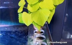 它们不是水草，却也能美化鱼缸也能净化水质，对观赏鱼也无害