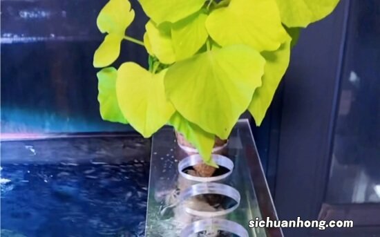 它们不是水草，却也能美化鱼缸也能净化水质，对观赏鱼也无害