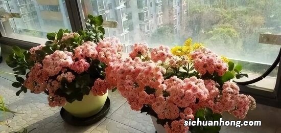 水培每次都是黑腐，不放这些小东西，养一次烂一次