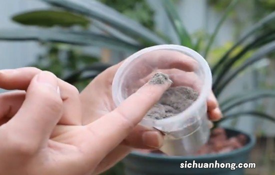 在家自制3种“浇花水”，除病菌、驱虫子、防烂根，效果特别好