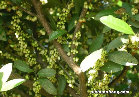 那些让你傻傻分不清的景观植物