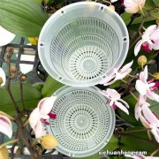 给茶花换盆，2个月后，新叶已经开始生长了，明年开花非常漂亮