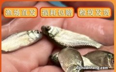 金鱼有很多种类，这几种会比较好养