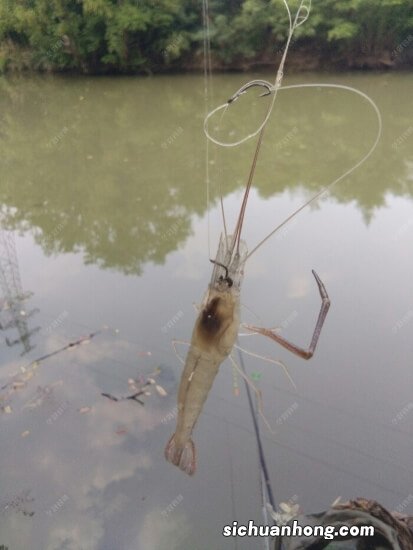 冬钓鲤鱼用什么样的饵料，鱼口会更好一些