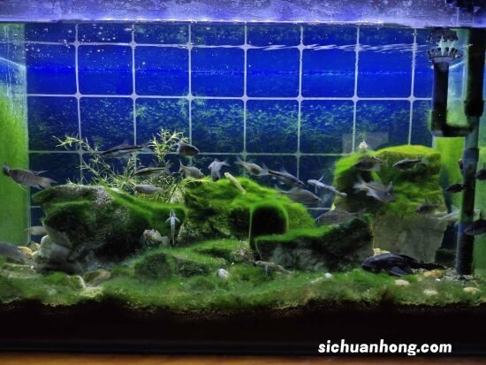 饲养观赏鱼原来还有这些优点，鱼友们可自行参考一二