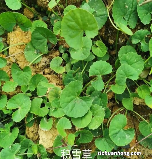 这植物名叫“雷公根”，和铜钱草很相似，之前是野草，如今受欢迎