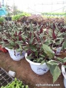 如何养出美艳动人的紫鹅绒？栽培中注意5个要点，枝叶闪亮又艳丽