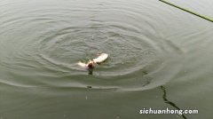 盘点最适合夏季钓鱼的天气，这些天气出钓，爆护几率大增