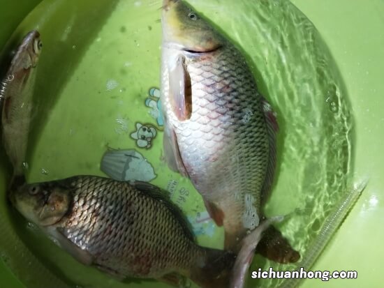 盛夏野钓鲤鱼，在4种地方找鱼窝，高温季节，鲤鱼喜欢在这里扎堆