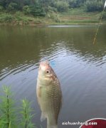 夏季鲫鱼难钓？是因为没有在这个时间段去钓