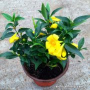 选这8种爬藤植物做花墙，小院立马换新颜，堪比花海