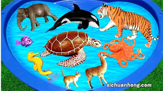 十大最大的海洋动物排名 座头鲸仅第七,蓝鲸重达181吨!