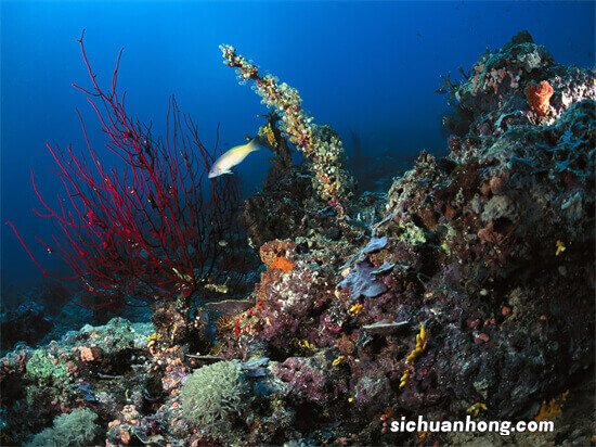 十大最可爱的海洋生物排名 白仅第四,第二是“海洋之舟”
