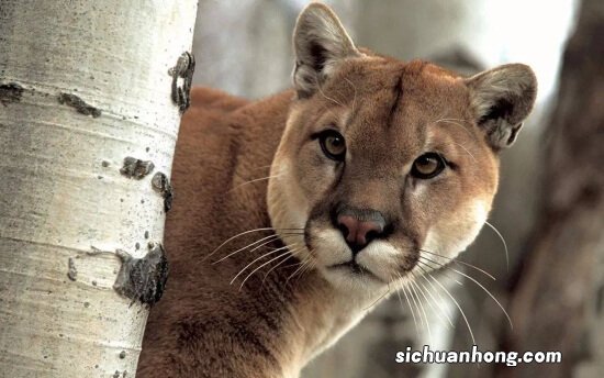 十大没有天敌的动物 西伯利亚虎上榜,第五被称为“草原之王”