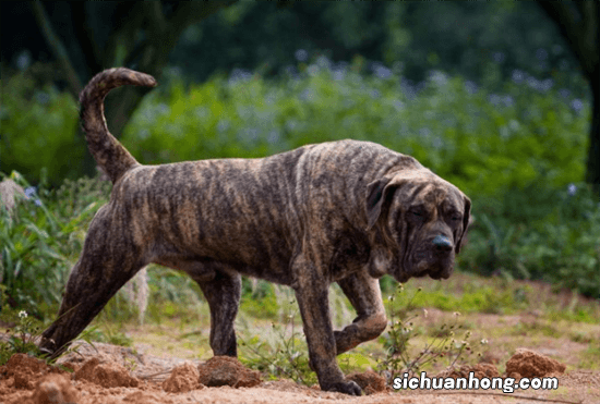 中国十大城市禁养犬,藏獒上榜,第二享有东方斗犬之王美誉