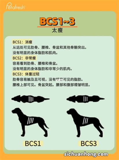 世界体型最大的十大犬类，圣伯纳犬上榜，第一被视为土耳其的国宝