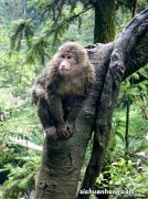 ?峨眉山猴子是什么品种 峨眉山猴子多不多