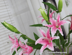 不宜放在卧室养的8种植物，赶紧搬出去，中毒就糟了